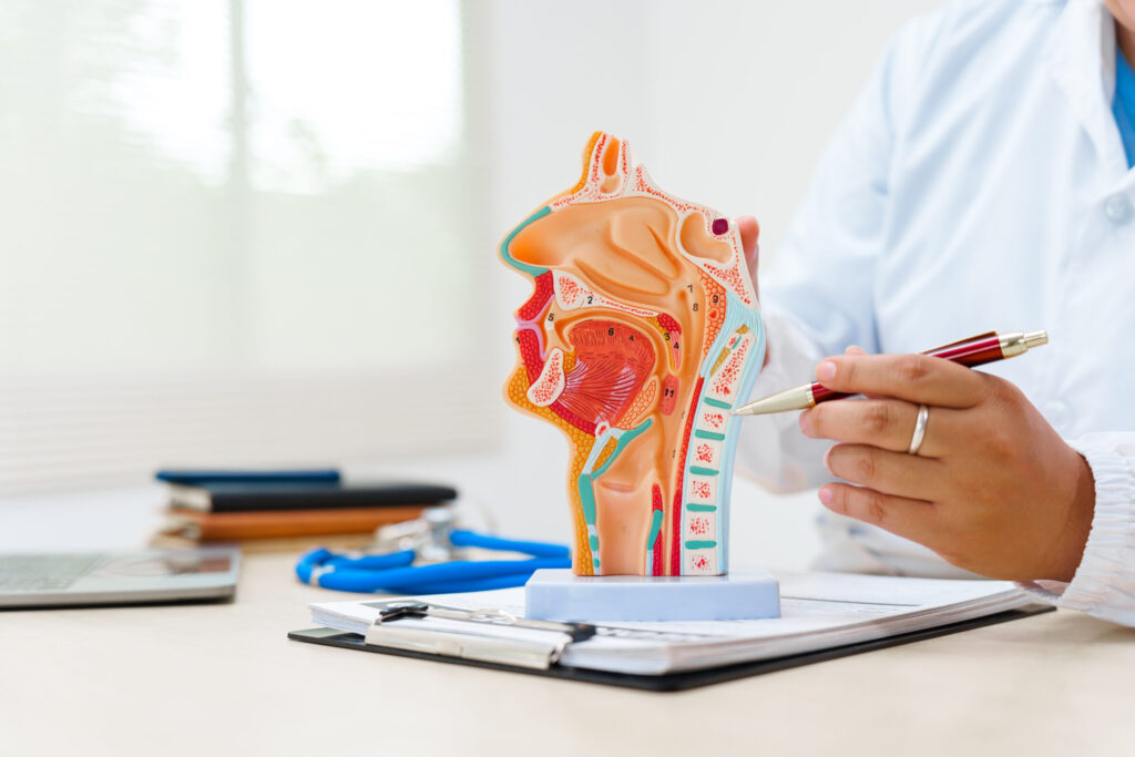 A doctor uses a respiratory system model to explain lung anatomy