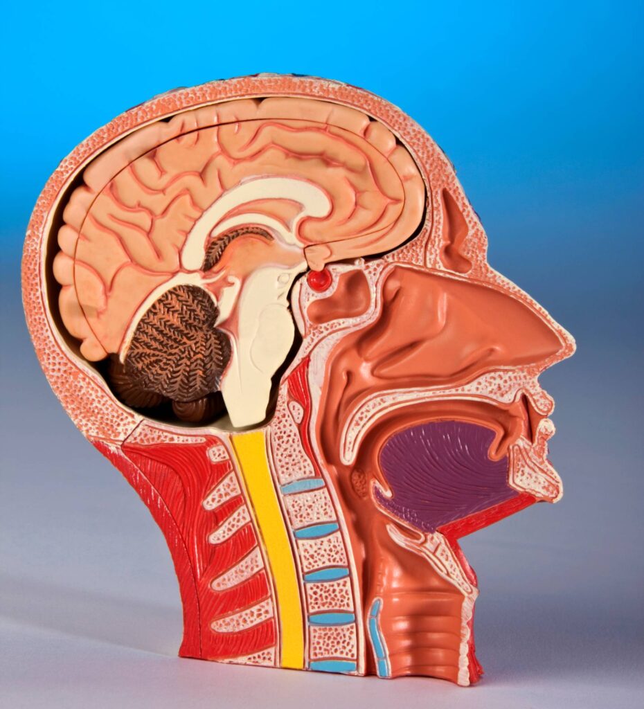 human-physiology-model-of-human-head-and-brain